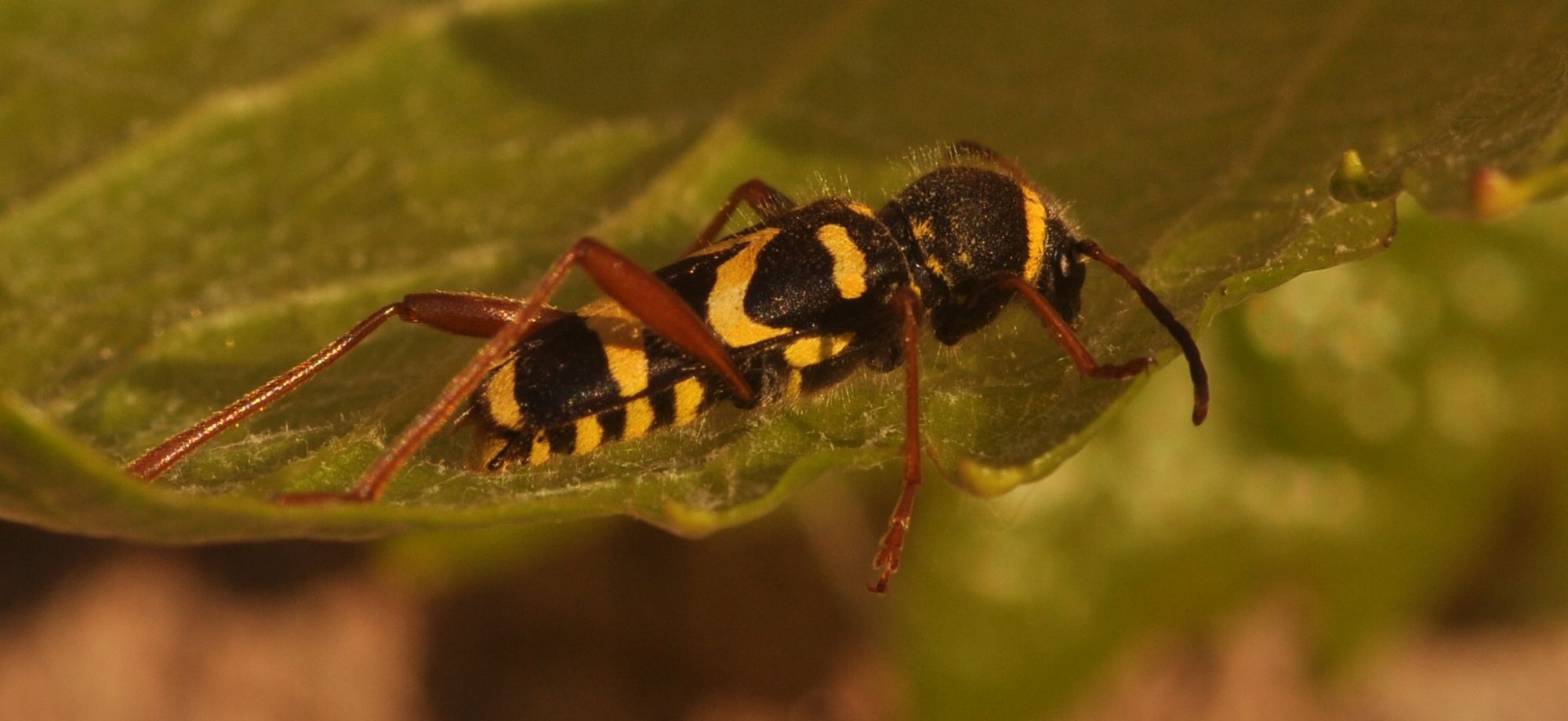 sembra un apetta (vespetta?)....invece  un Clytus arietis